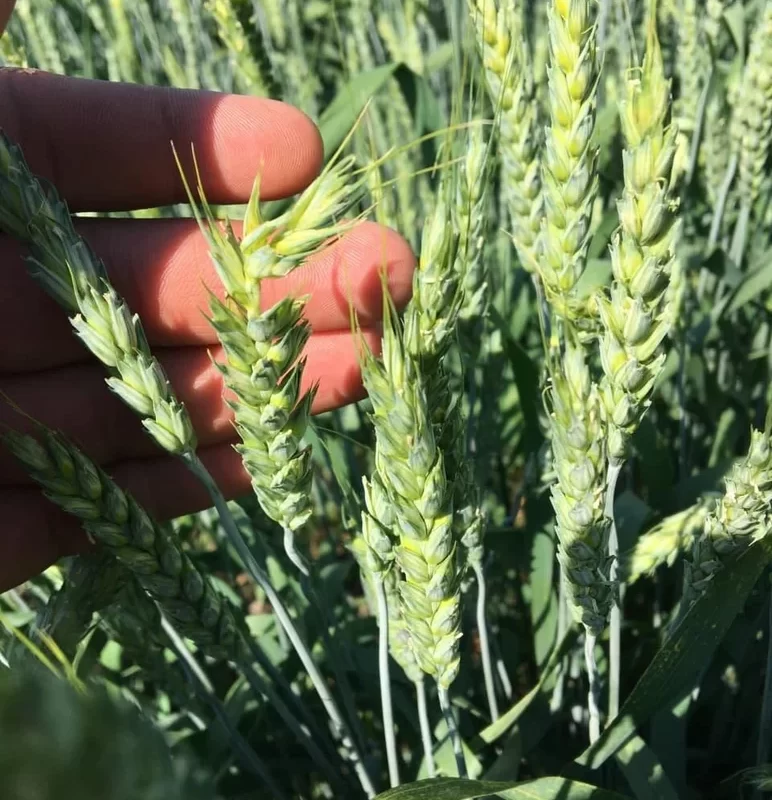 Почему верхушка колоса у пшеницы растрепанная?