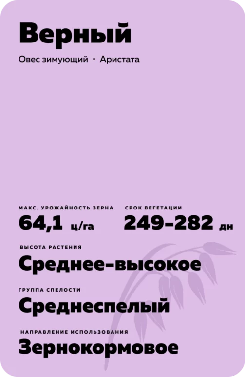 Верный овес зимующий