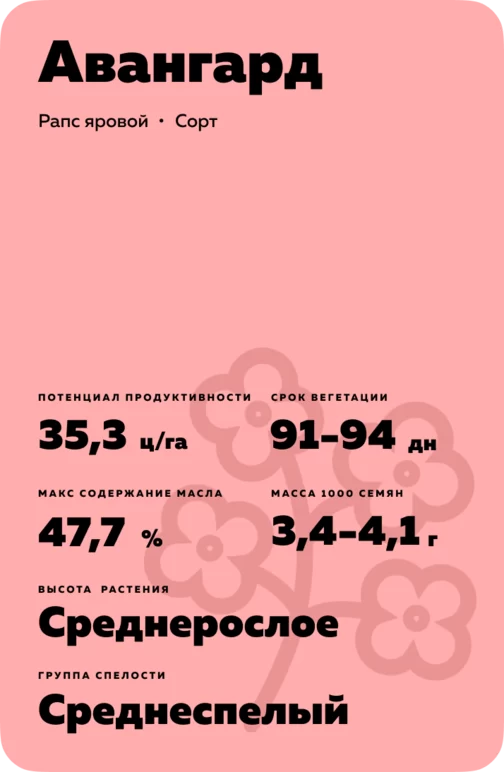 Авангард сорт рапса ярового