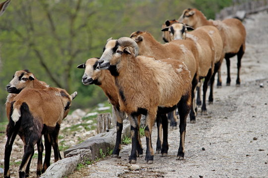 Камерунская порода овец