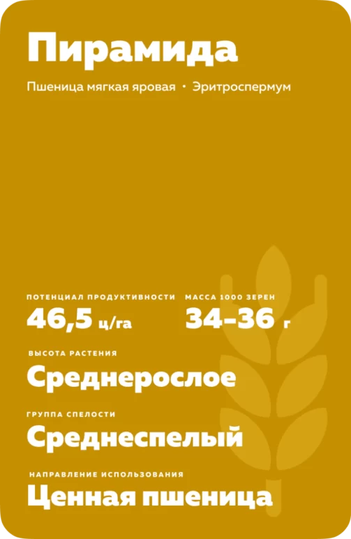 Пирамида