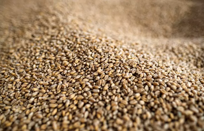 Экспортная пошлина на пшеницу вырастет с 29 июня до $146,1 за тонну