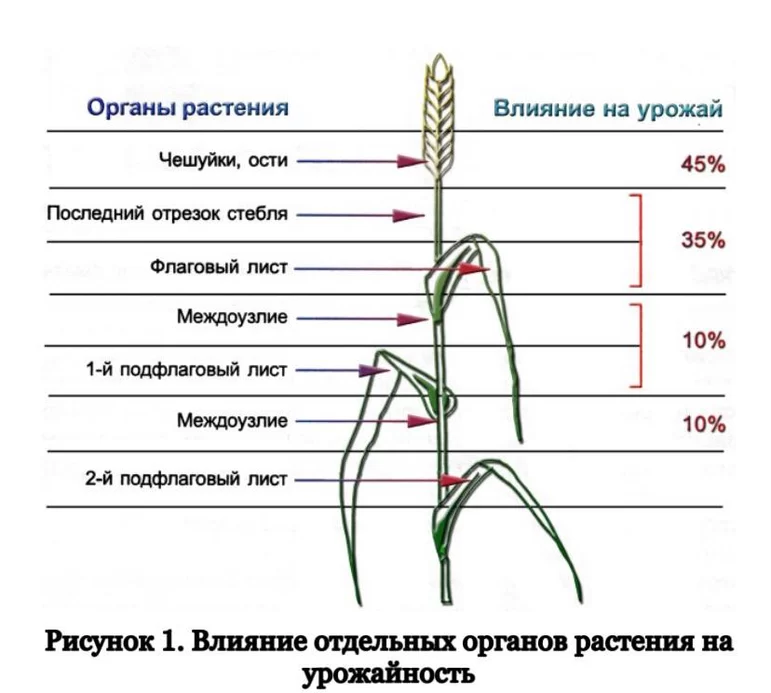 Влияние отдельных органов растений на урожайность