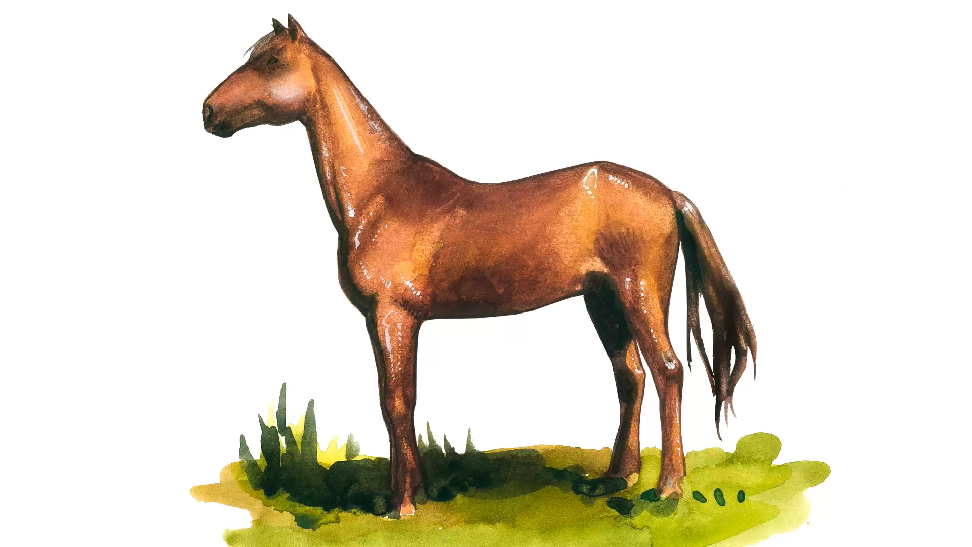Терская порода лошадей