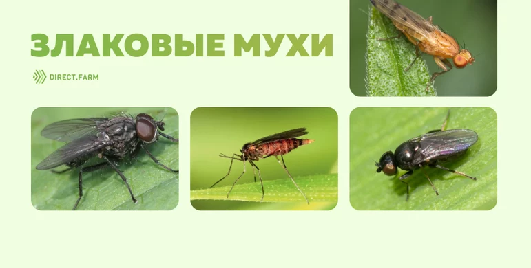 Злаковые мухи — опасный осенний вредитель озимых