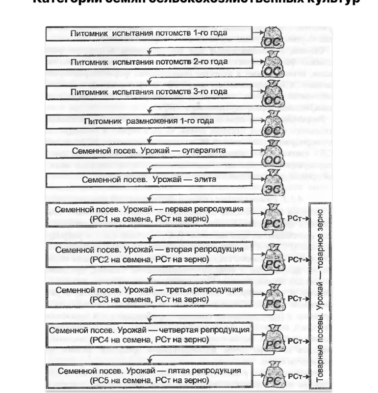 Категория семян