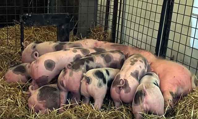 Пьетрен - порода свиней