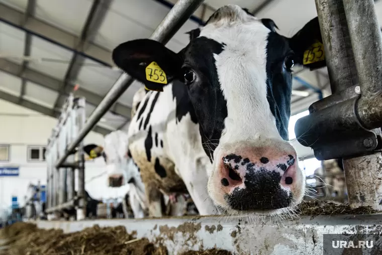 Вопросы из чатов: есть ли у коровы скрытый эндометрит?