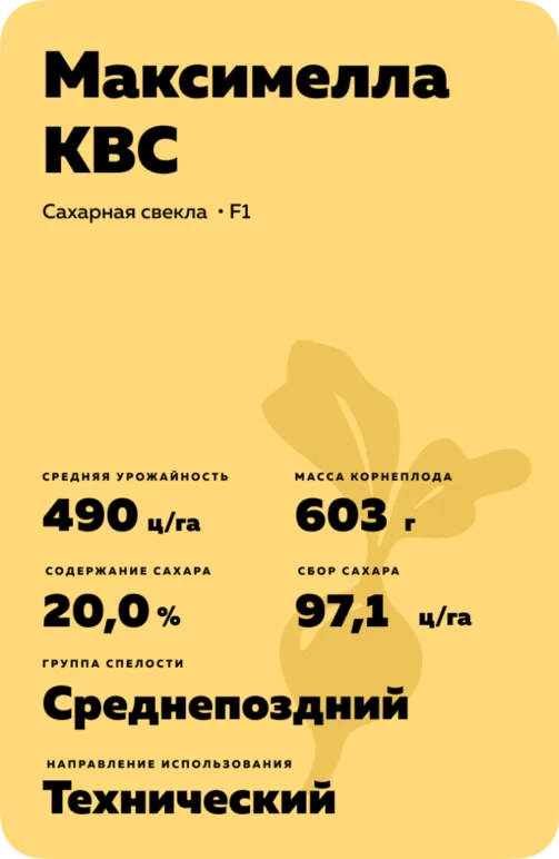 Максимелла КВС (MAXIMELLA KWS) гибрид сахарной свеклы