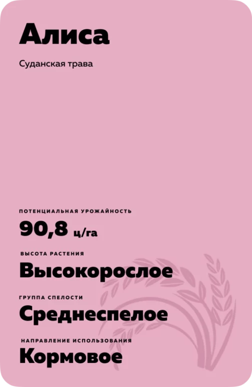 Алиса