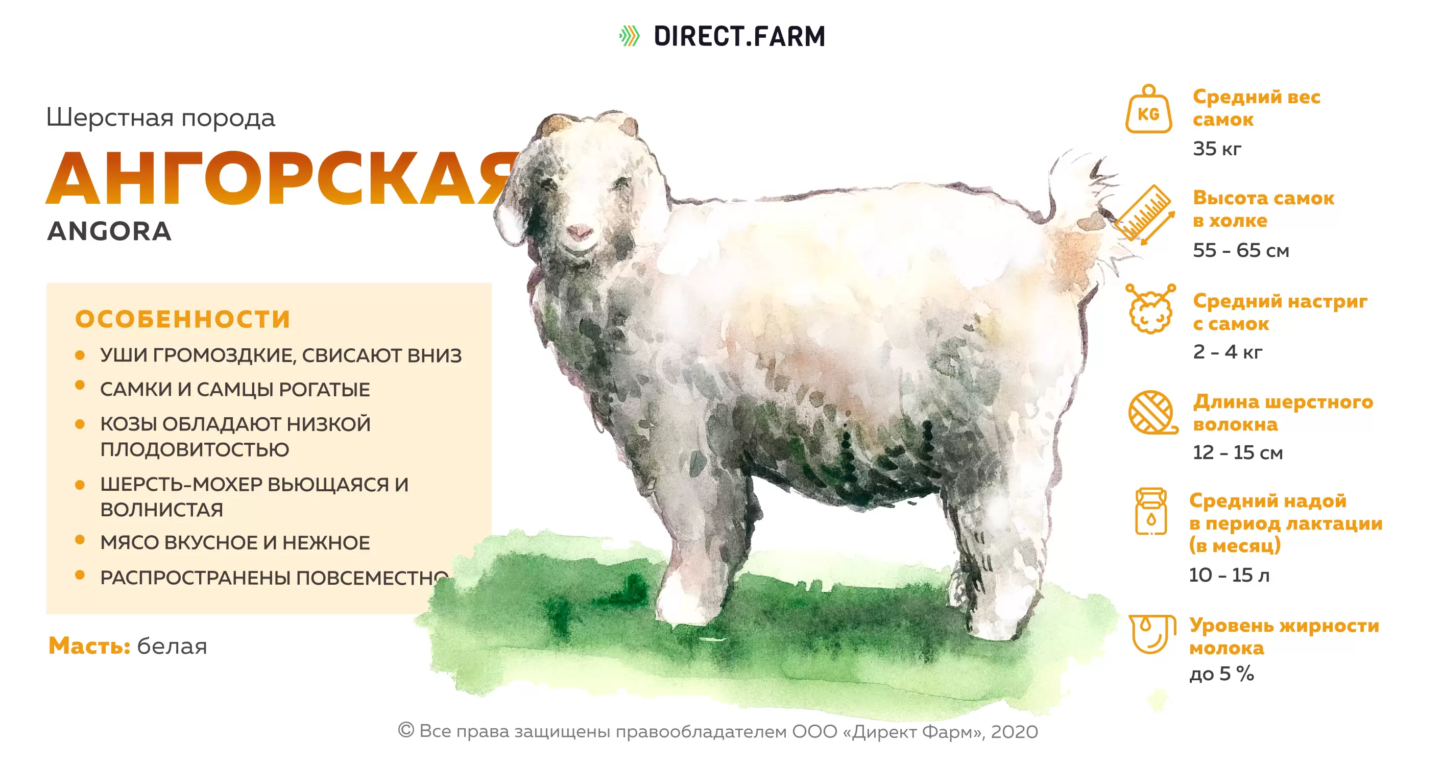 Характеристика пород коз. Молочная продуктивность коз разных пород. Продуктивность шерстных пород коз. Направление продуктивности овец. Овцы шерстного направления продуктивности.
