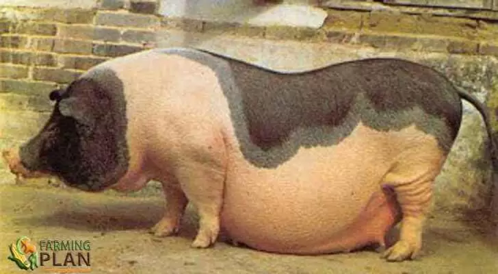Цзиньхуа – порода свиней