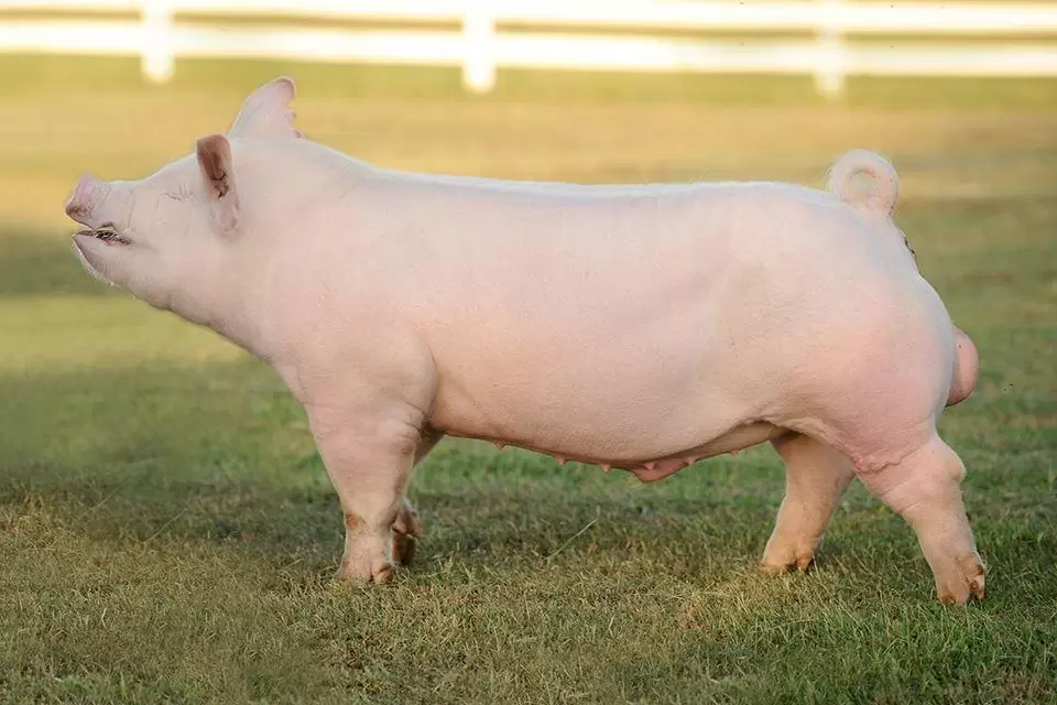 Йоркшир порода свиней: описание, характеристики, содержание и отзывы