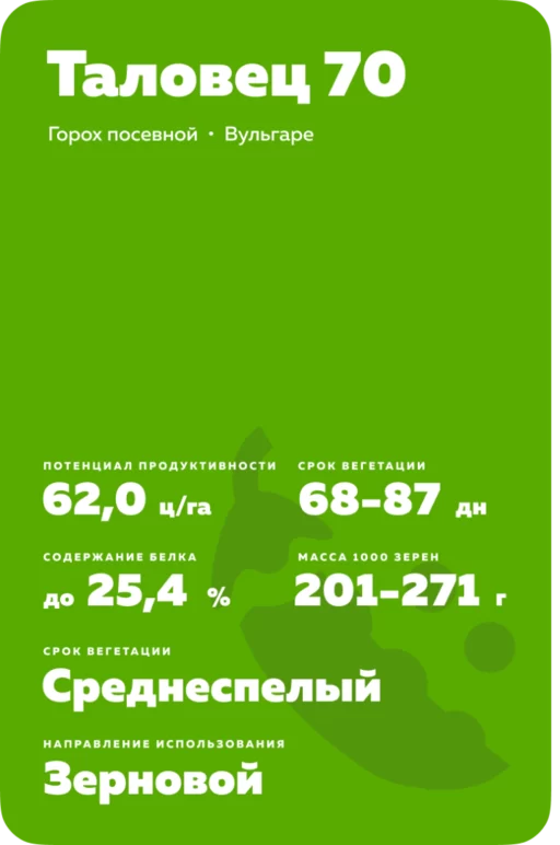 Таловец 70 сорт гороха посевного