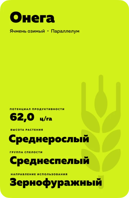 Онега сорт озимого ячменя