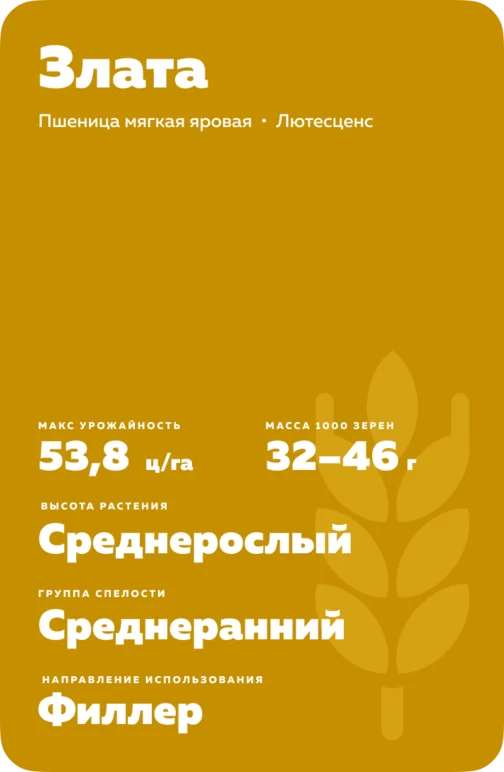 Злата ® - пшеница мягкая яровая. Характеристики и отзывы