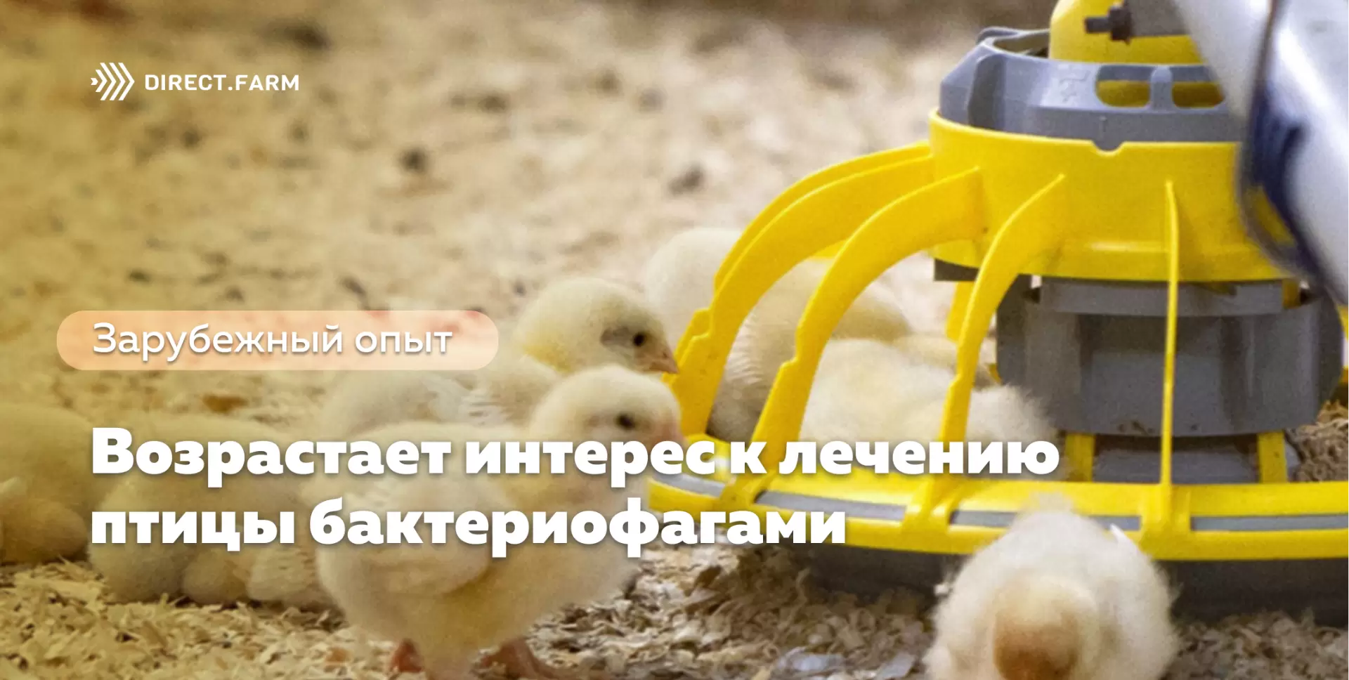 Роль перепелиных эмбрионов