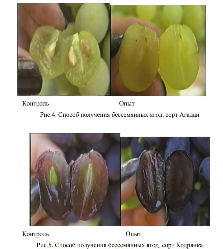 Регуляторы роста в подавлении развития семян винограда и ускорении развития ягод