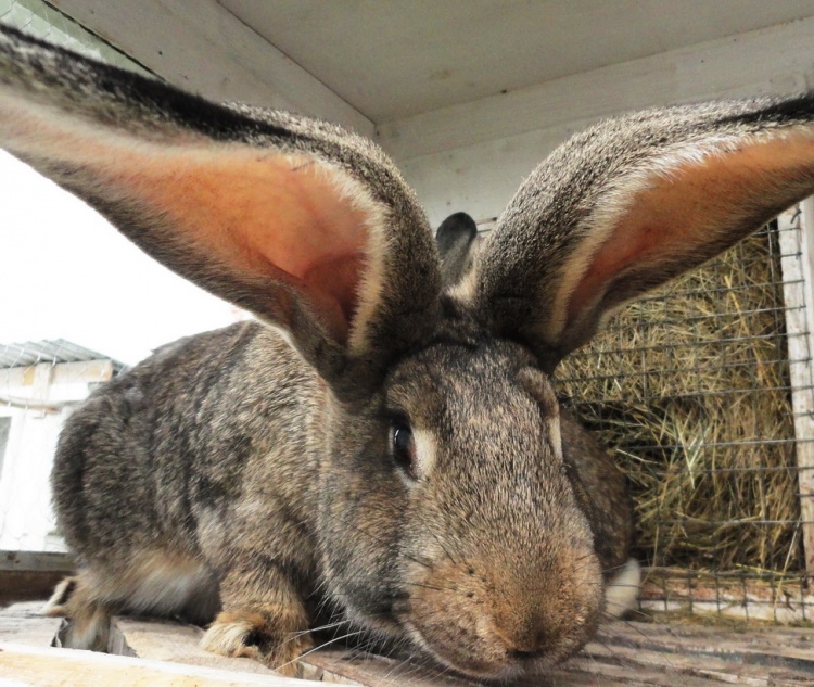 Бельгийский фландр - порода кроликов