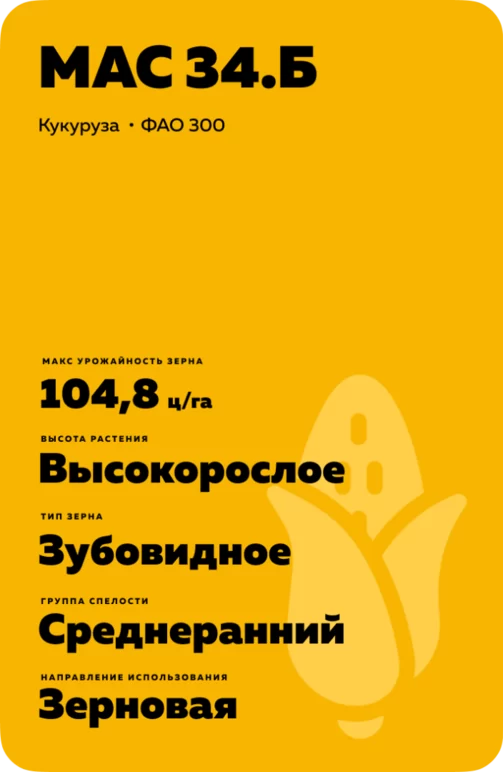 МАС 34 Б - гибрид кукурузы ( Zea mays L.).