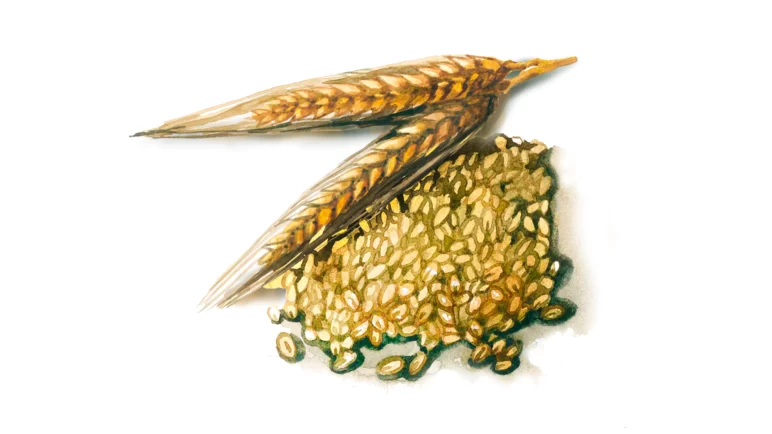 Зерно ячменя – кормовое средство