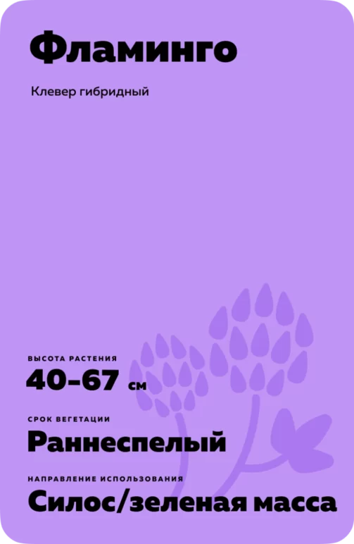 Фламинго
