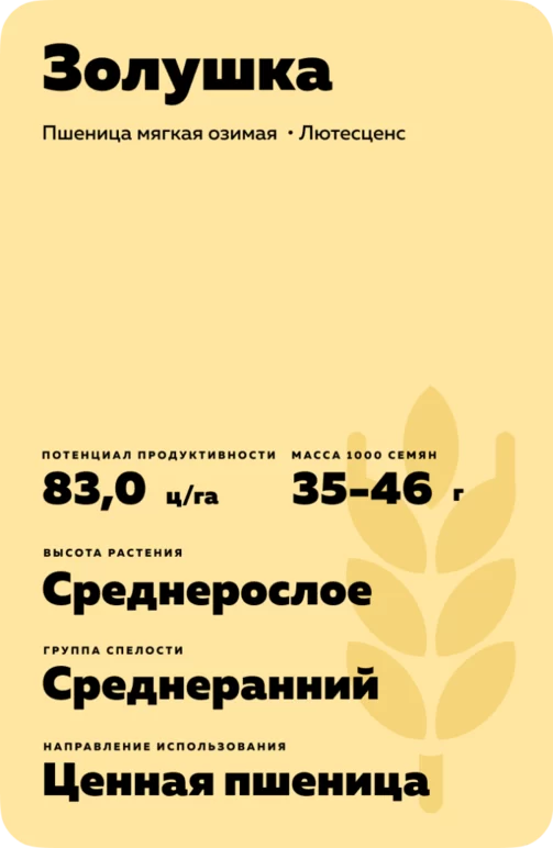 Золушка сорт озимой пшеницы