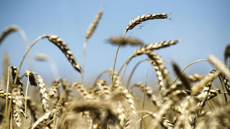 Минсельхоз снизит экспортную пошлину на пшеницу на 10% с 21 сентября