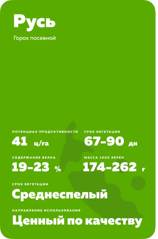 Русь сорт гороха посевного