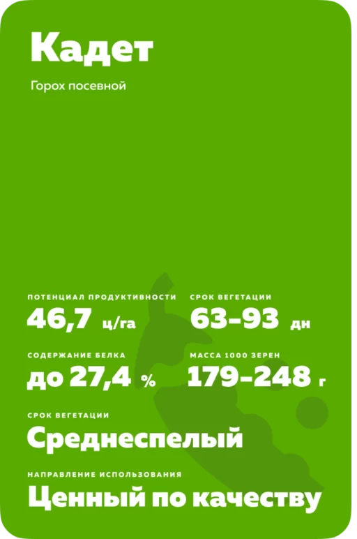 Кадет - сорт гороха посевного