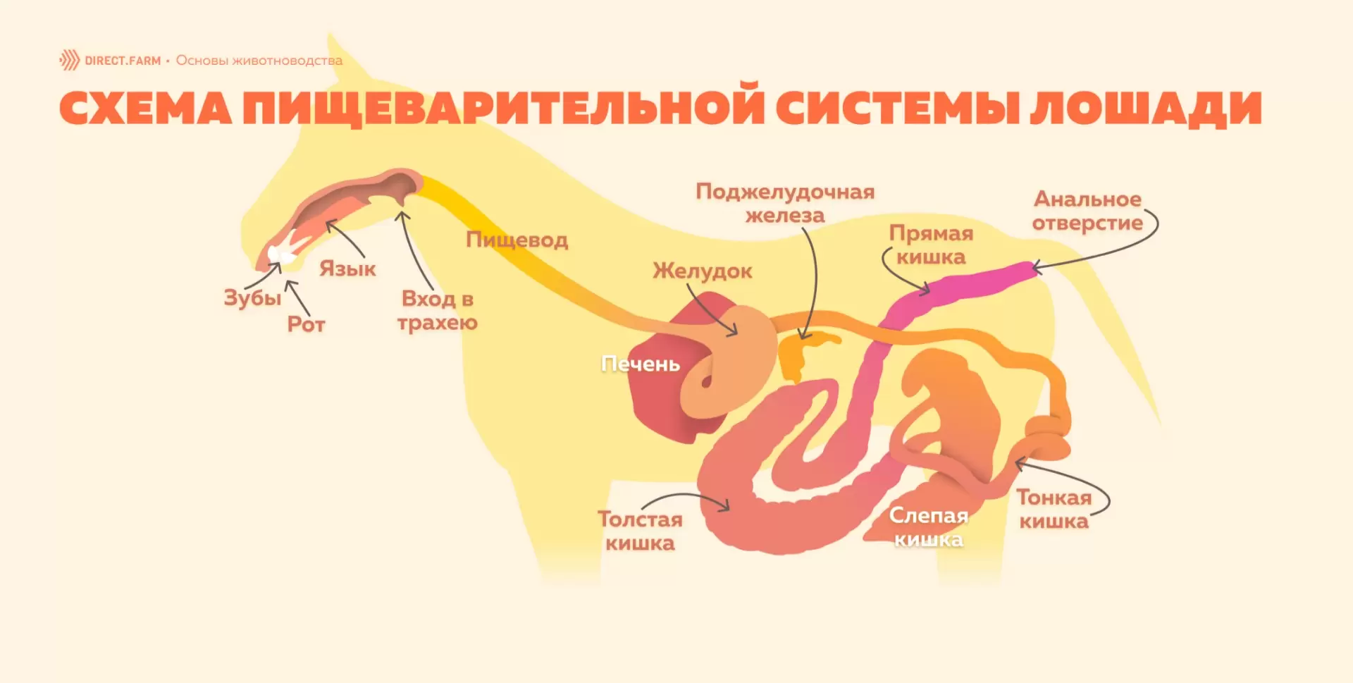 Пищеварительная система сельскохозяйственной птицы