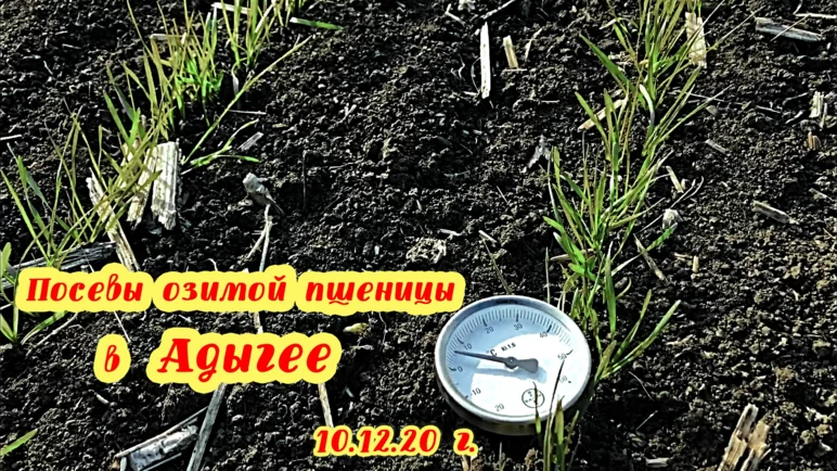 Посевы озимой пшеницы в Адыгее на 10.12.20 г.