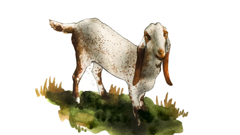 Битал – порода коз