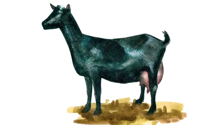 Порода коз Мурсиана-Гранадина