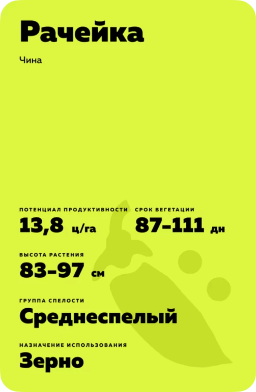 Рачейка