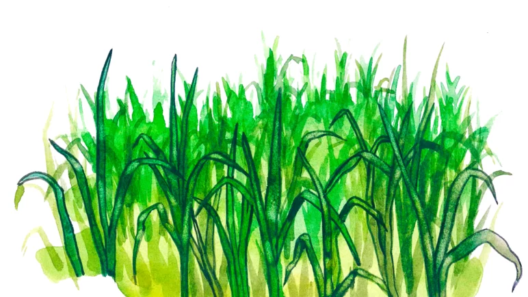 Зеленая масса ржи – корм