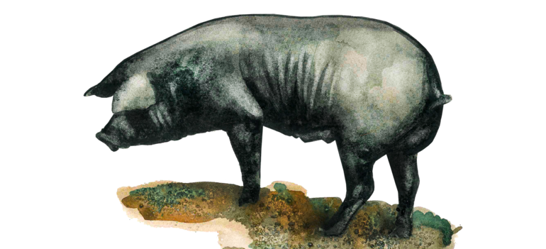 Нера пармезан (Неро ди Парма) – порода свиней