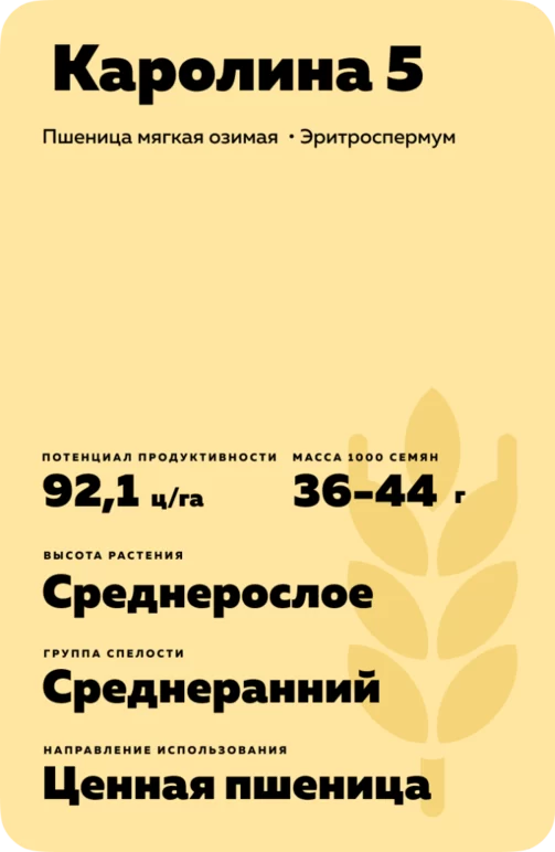 Каролина 5 сорт мягкой озимой пшеницы