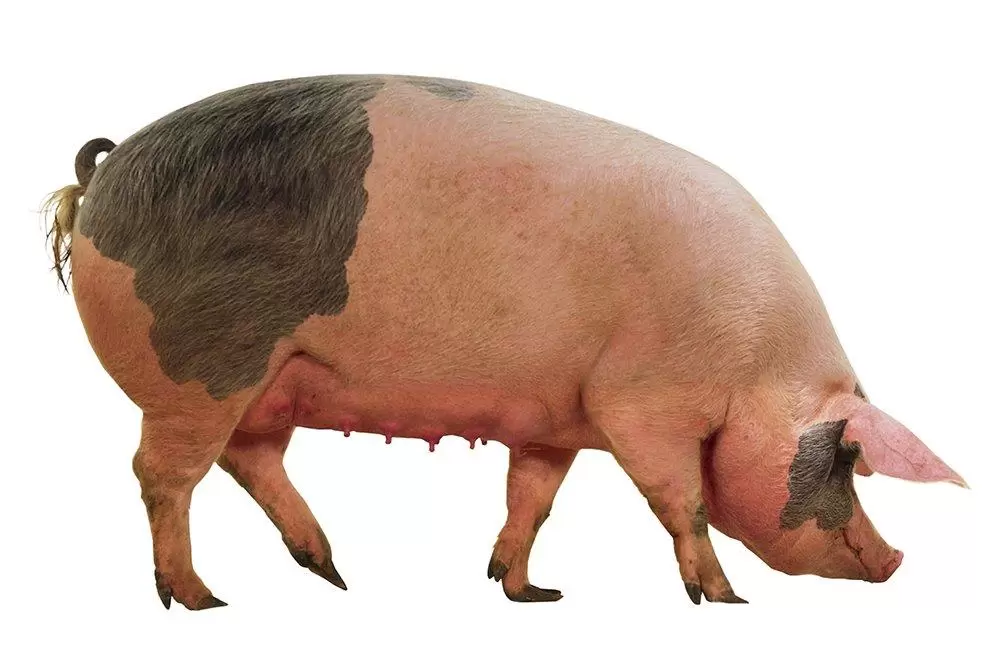 Ливенская: описание породы свиней, характеристики, продуктивность, особенности содержания и разведения, отзывы