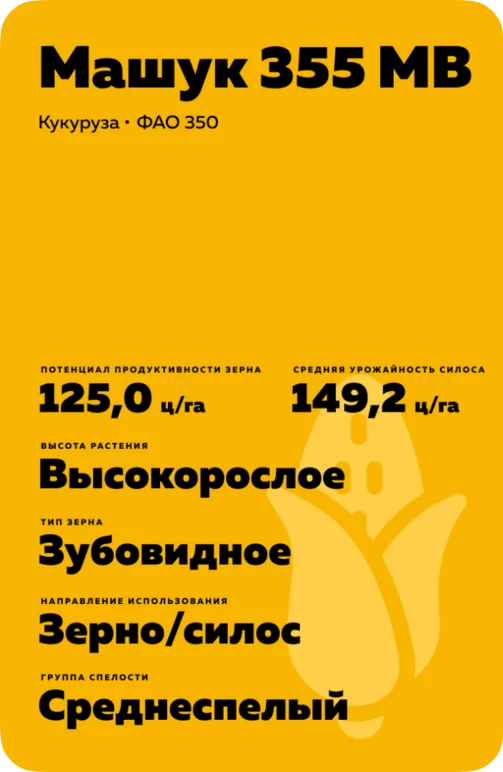 Машук 355 МВ гибрид кукурузы