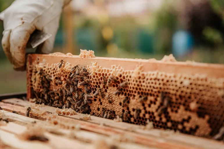 Американские ученые считают, что микроводоросли могут заменить пчёлам пыльцу
