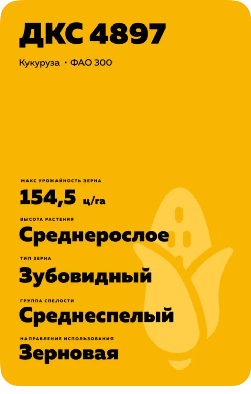 ДКС 4897 (DKC4897) гибрид кукурузы