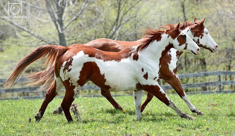 Американский пейнтхорс – порода лошадей
