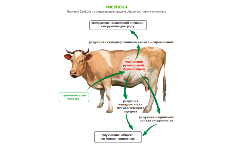 Использование сорбента микотоксинов в кормлении коров