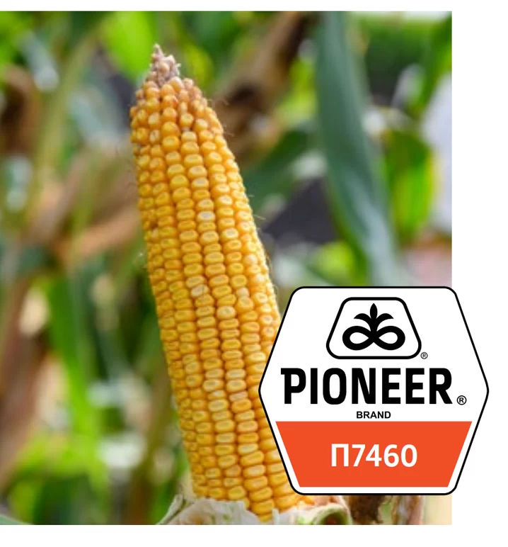 П 7460  (Р7460) гибрид кукурузы
