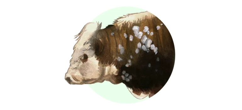 Инфекционный папилломатоз крупного рогатого скота (бычьи бородавки)