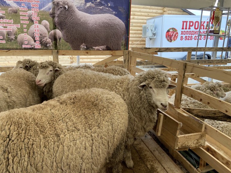 Советская мясошерстная порода овец 