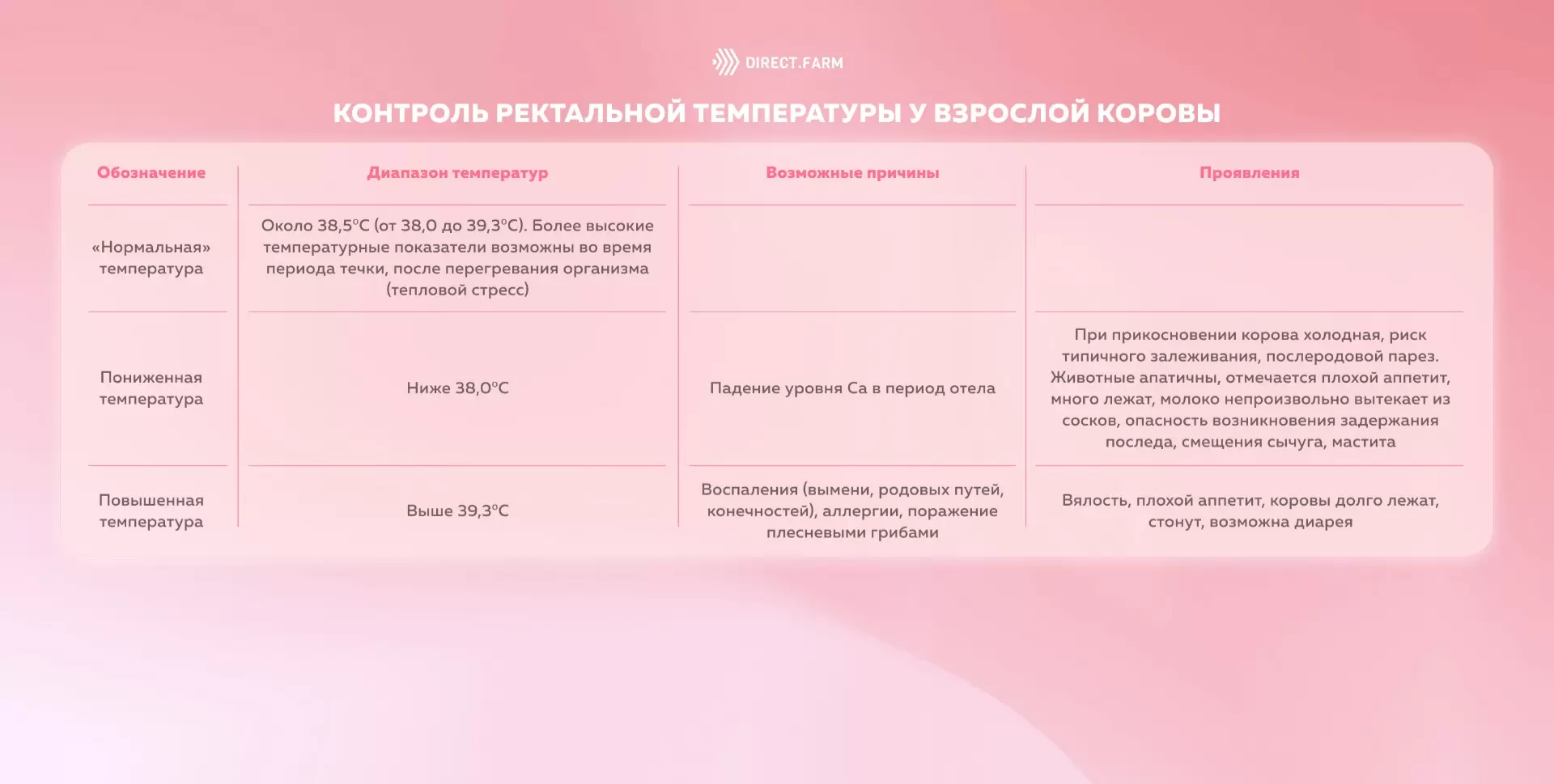 Контроль ректальной температуры у взрослой коровы