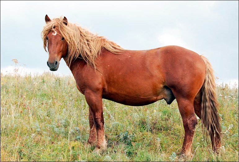 Казахская порода лошадей