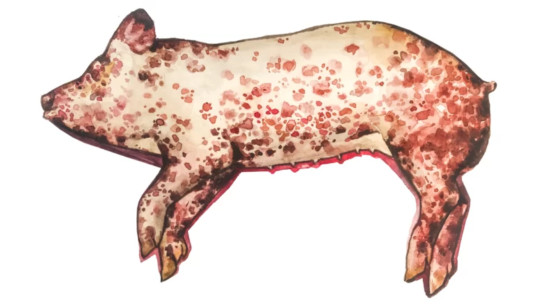 Рожа свиней